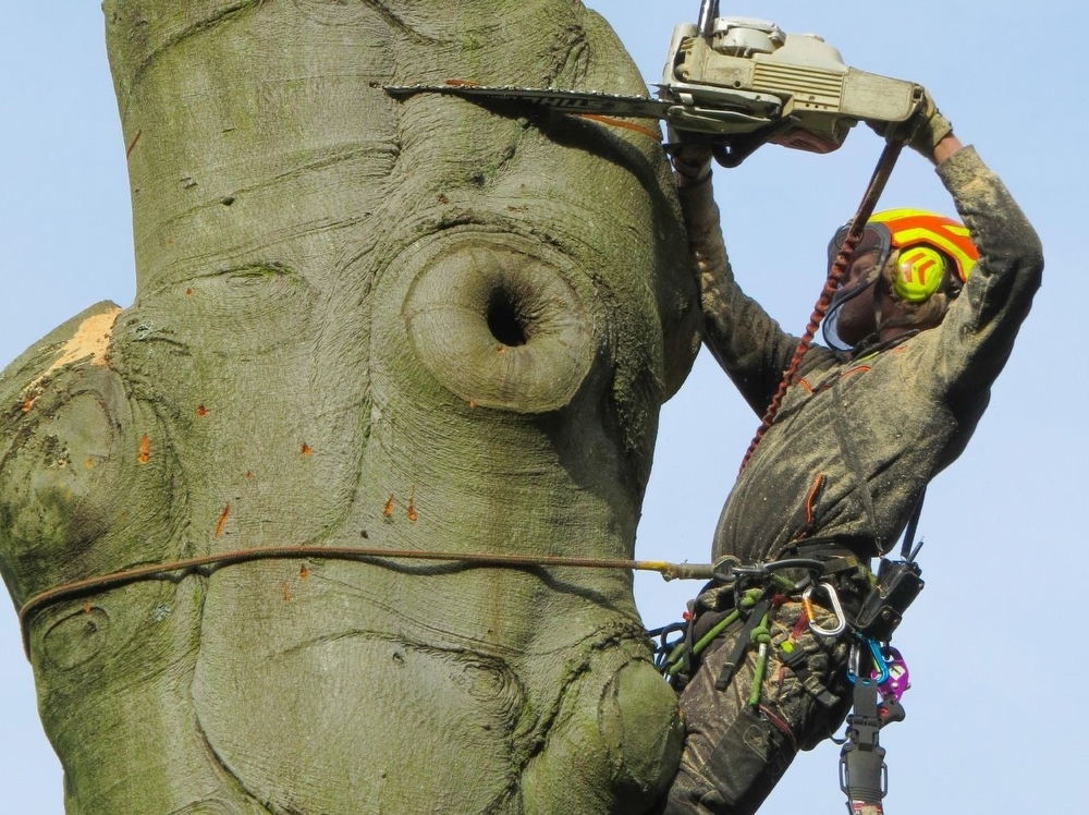 Uitvoerder Bomen
